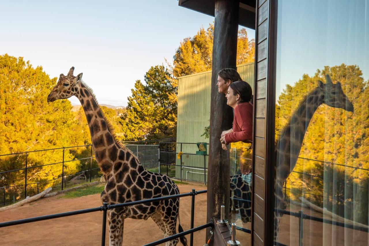 Giraffe Tree House