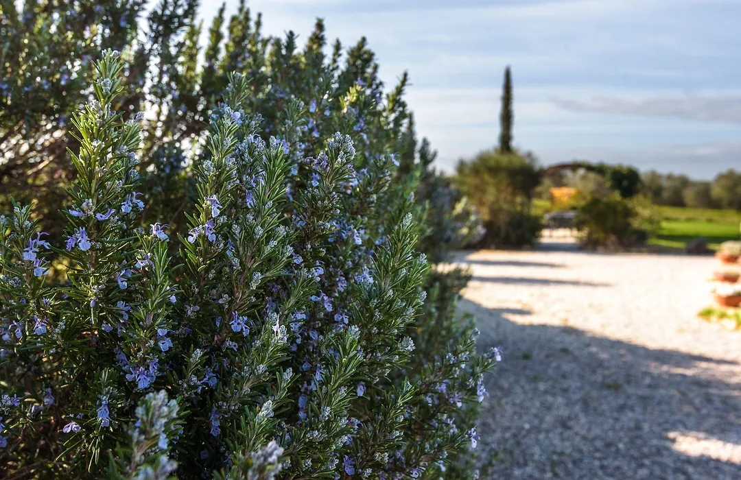 Agriturismo Torrenieri da Alessandro-1