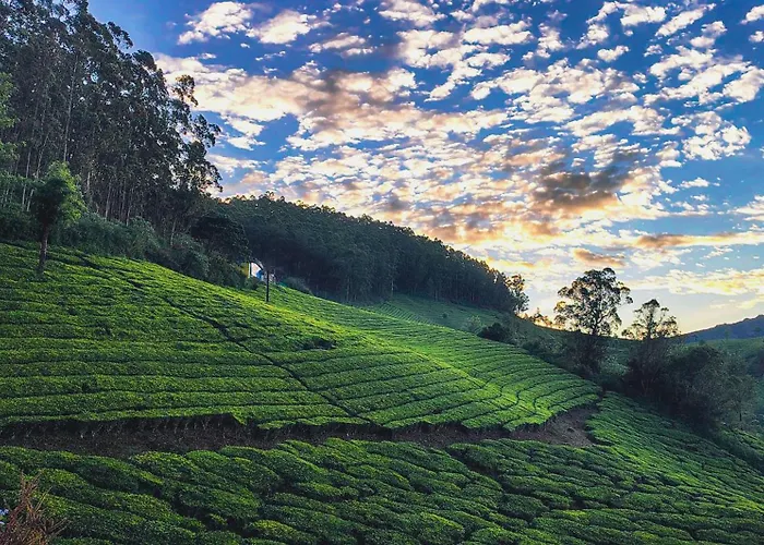 Munnar Valley View